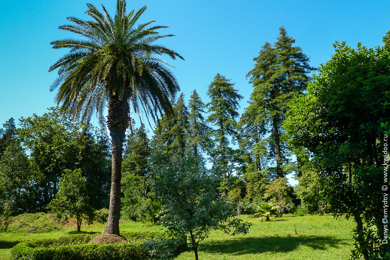 Батумский ботанический сад (Грузия). Фото и подробная туристическая информация.