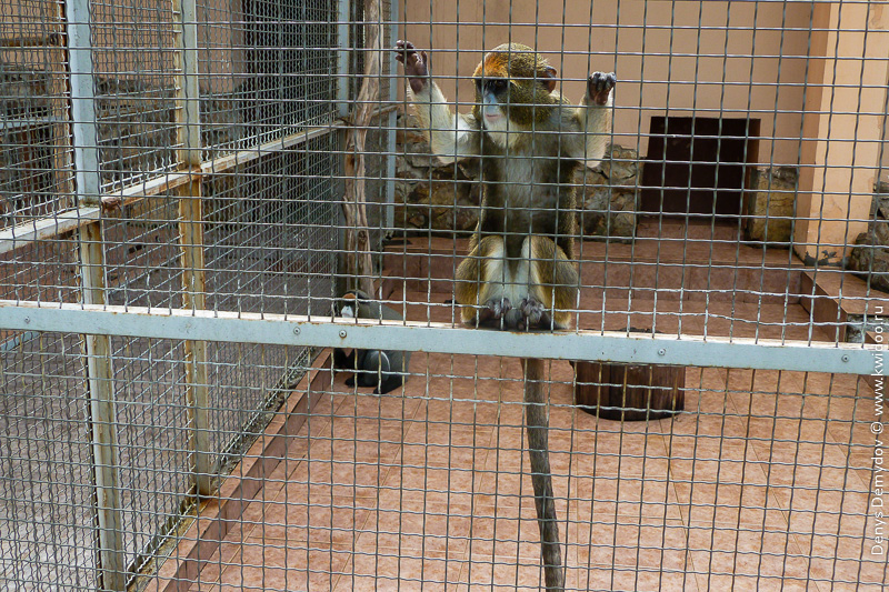 Не самая счастливая обезьянка в зоопарке города Батуми
