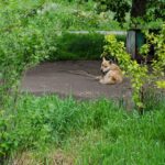 Грустная собачка в ботаническом саду