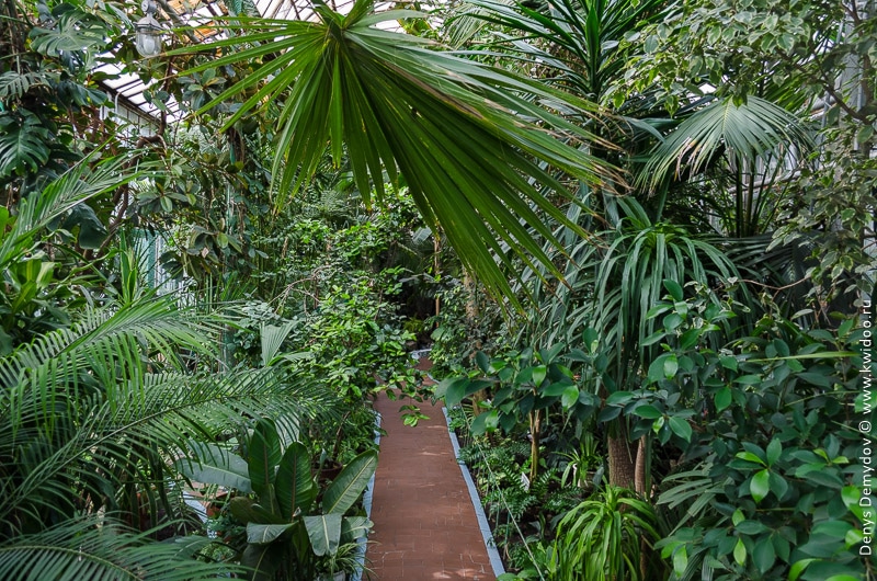 Внутри теплицы с тропическими растениями