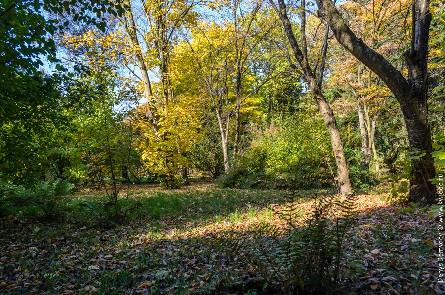 Идти, задевая ногами осенние листья в этом лесу... Это прекрасно.