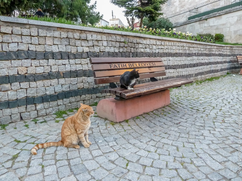 Стамбульские коты стерегут покой жителей