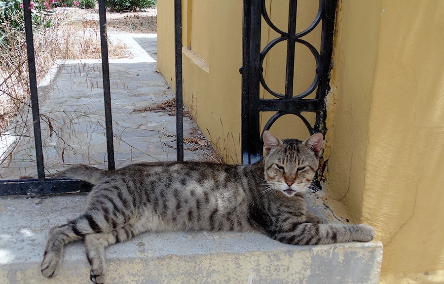 Коты здесь ласковые и приятные