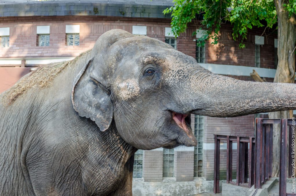 Слоны с удовольствием угощаются различными вкусностями от посетителей