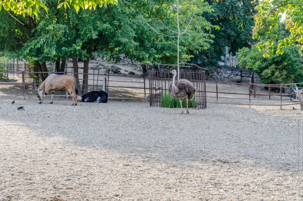 Страусы в зоопарке Белграда