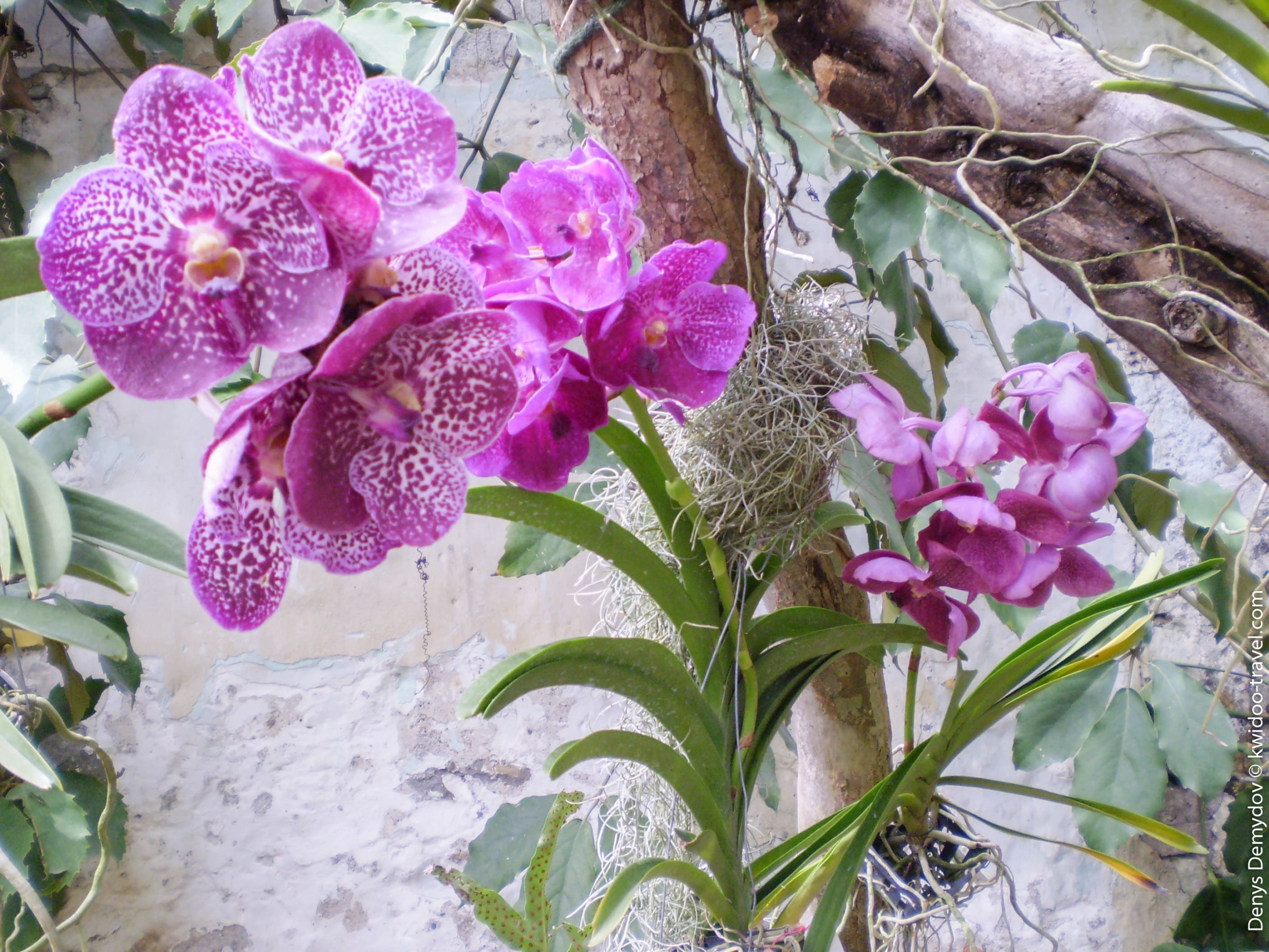 Цветы в Никитском ботаническом саду - фото