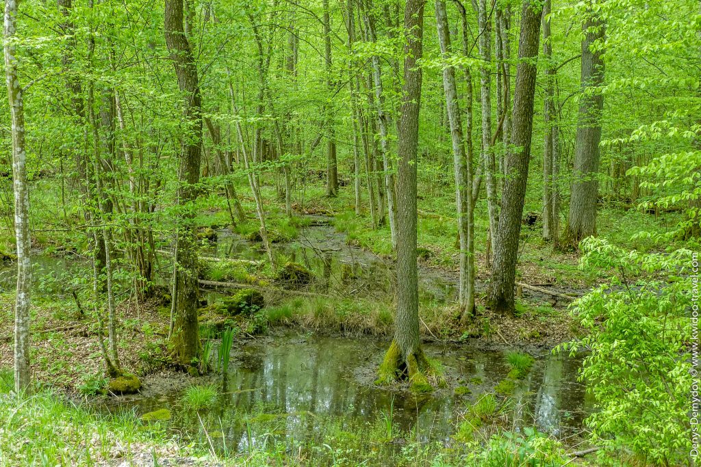 Болотистые леса в Беловежской пущи (Белорусская часть)