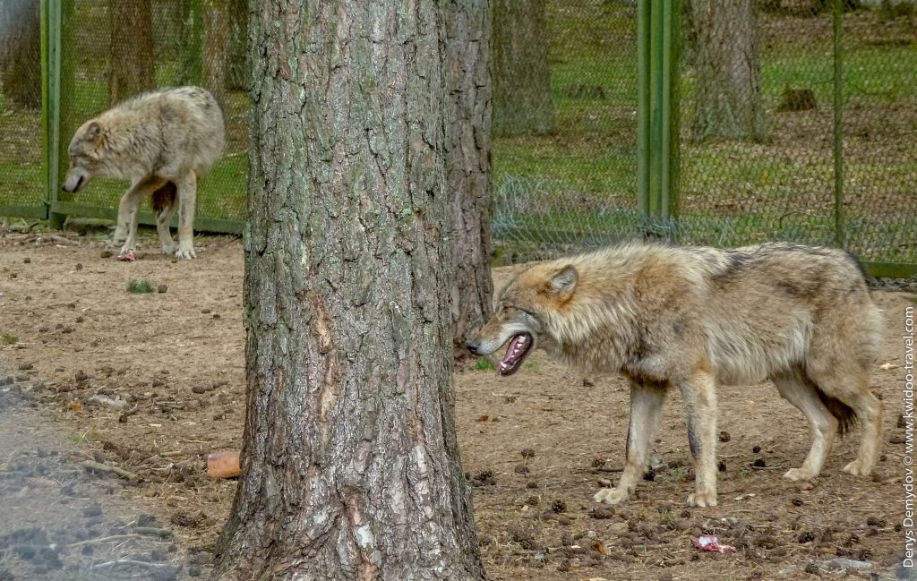 Волки в экскурсионных вольерах Беловежской пущи