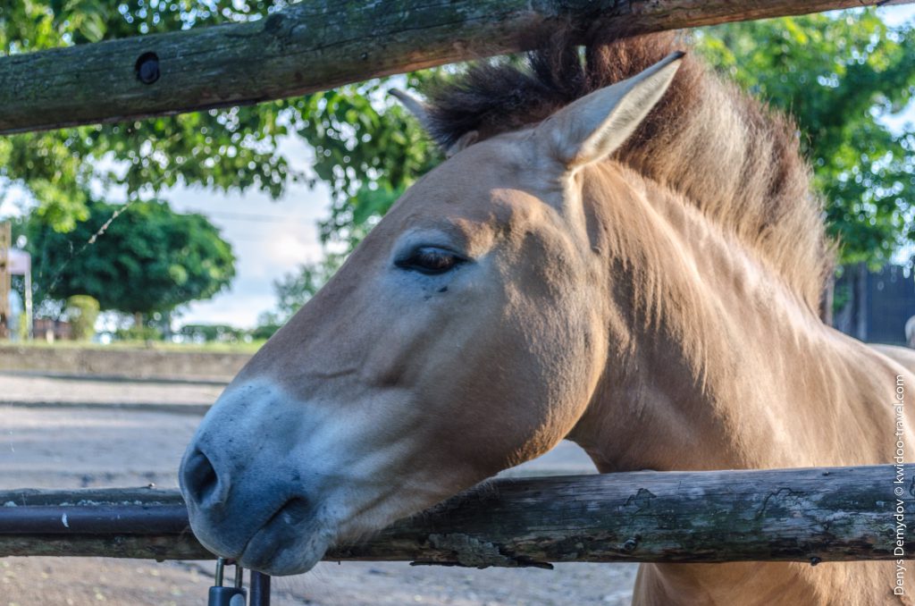 Лошади Пржевальского в пражском зоопарке