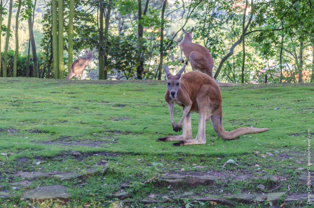 Обожаю кенгуру! Обязательно нужно будет посетить Австралию и увидеть их в живую