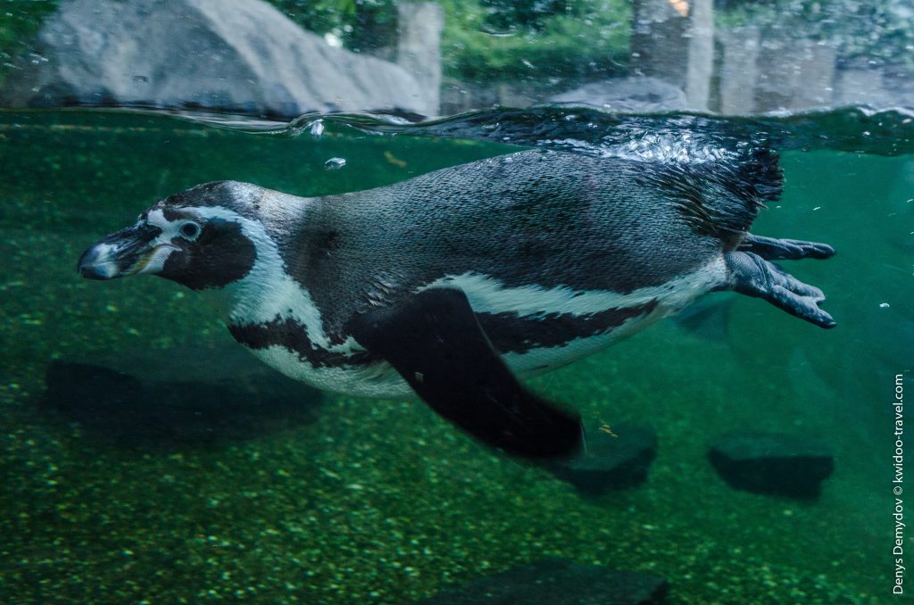 А еще здесь водятся пингвины! Они с интересом наблюдают за посетителями зоопарка в Праге