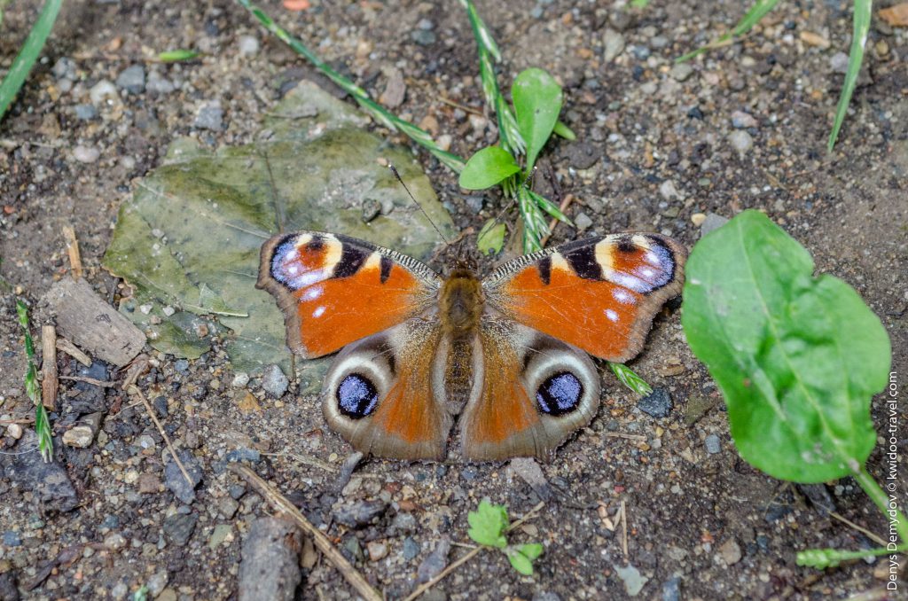Бабочка в парке. Обожаю красивых мотыльков!