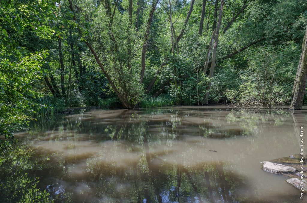 Один из парковых прудов и без того не чистится, а после дождя и вовсе может напоминать болото