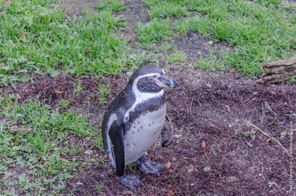 Пингвины в зоопарке Вены