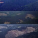 Динамика уничтожения карпатских лесов на экспорт. Источник - zik.ua