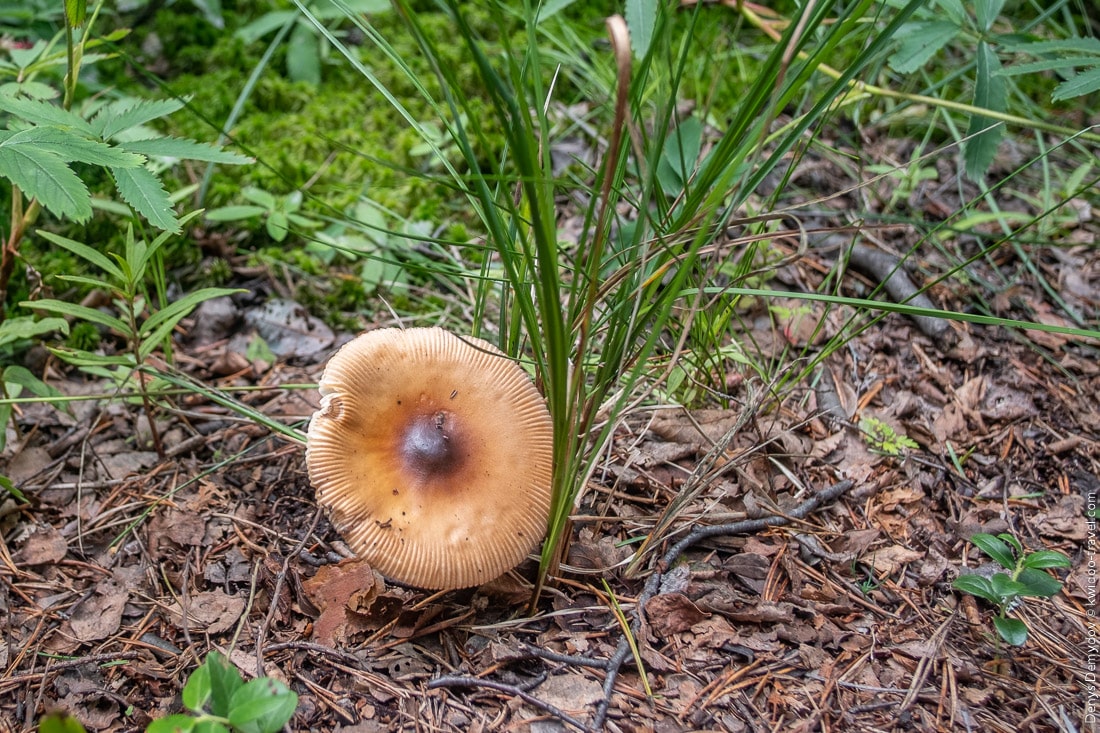 На болоте растут и различные грибы, однако я не уверен, что их можно здесь собирать.