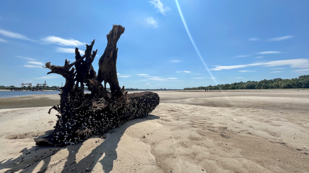 Restos de un árbol que emergió de las aguas del río Dniéper décadas después