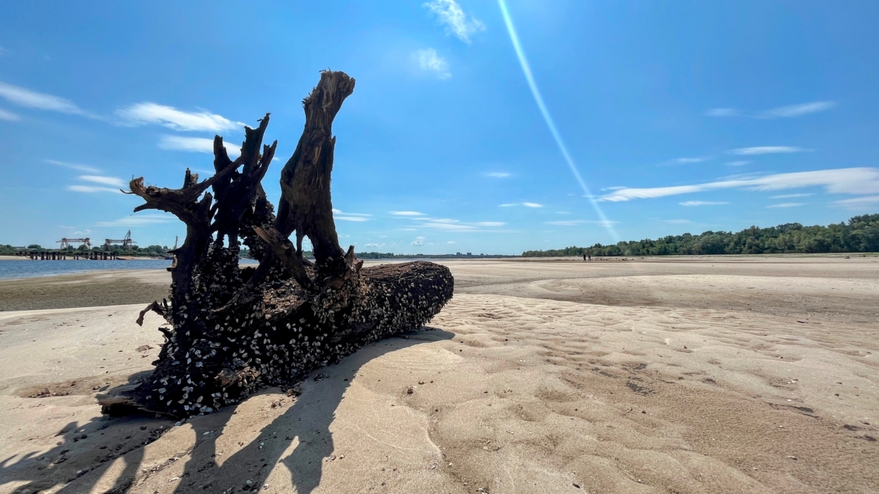 Vestiges d'un arbre qui a émergé des eaux du fleuve Dniepr des décennies plus tard