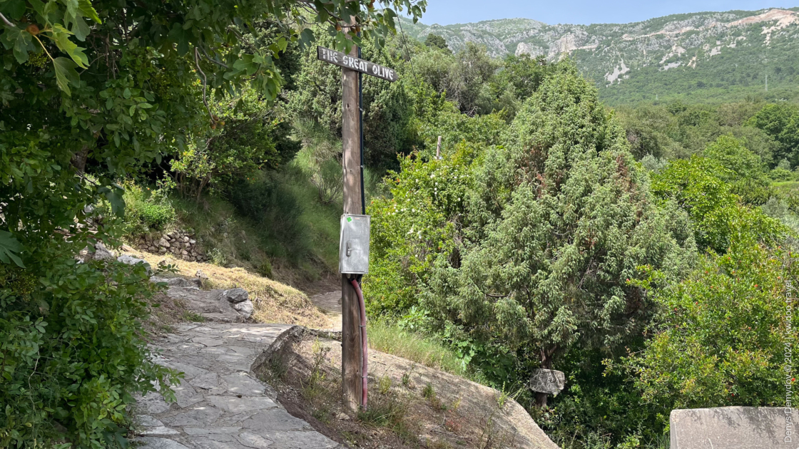 The signposted road in Montenegro leads to an old olive tree and downhill to a cave trail.