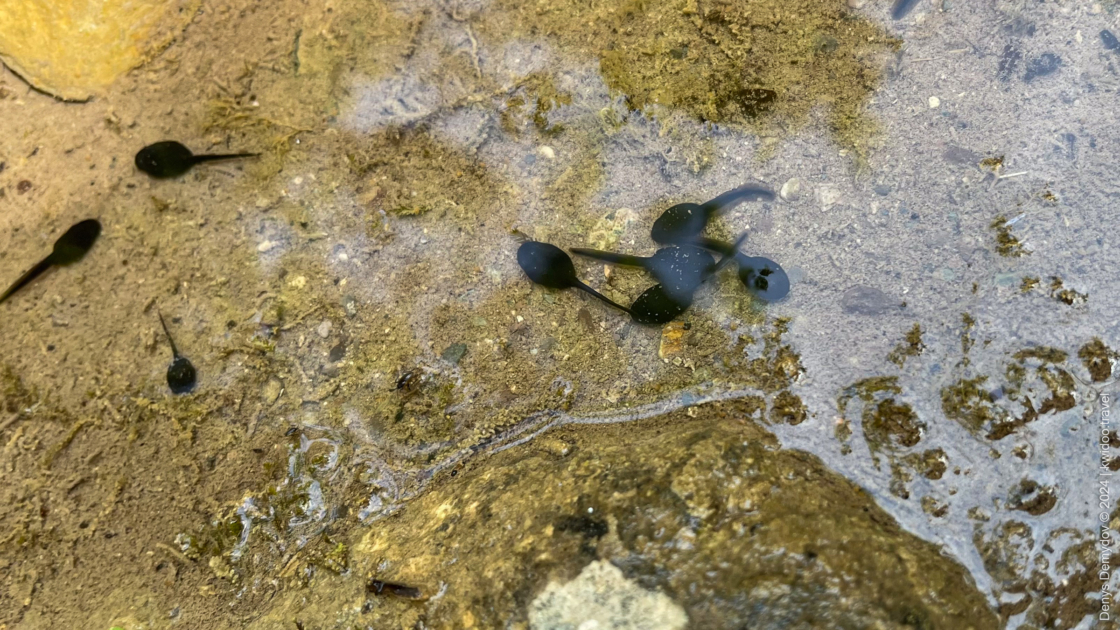 Black tadpoles swim in puddles on the hiking trail.