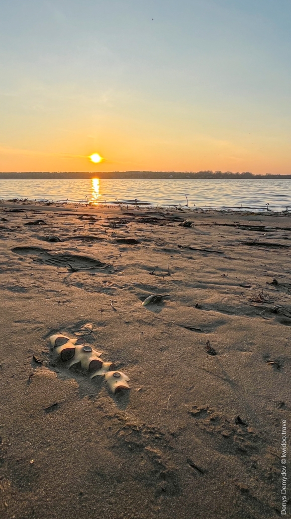 На фоне заката солнца возле Днепра, на вышедшем из под воды песке можно детально разглядеть корни растений, которые выглядят как обрубанные мачете ветви.